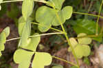 Great yellow woodsorrel